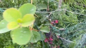 Ирга ольхолисная(канадская)СУПЕР ЯГОДА!!!