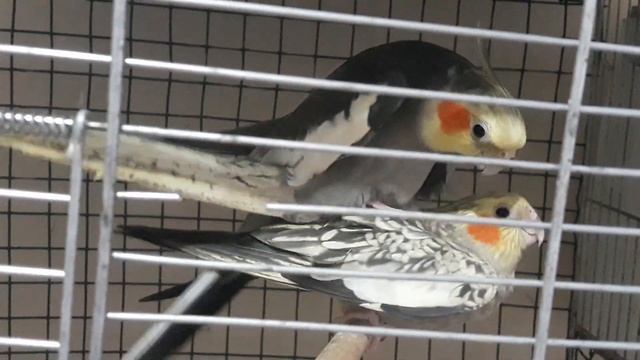 Sultan Papağan çiftleşme Sesi Cockatiel Singing