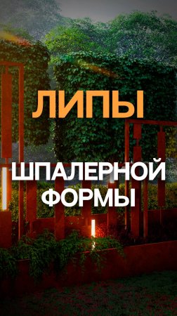 Липы шпалерной формы