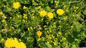 Пение птиц на летнем поле с одуванчиками.  Звуки которые создала природа