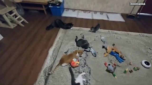 Тяжелые времена настали для канала Зоомама