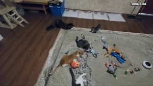 Тяжелые времена настали для канала Зоомама