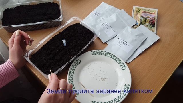 Посев эустомы и бегонии// Обзор всходов остального