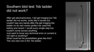 Southern blot test 1 kb. ladder did not work?