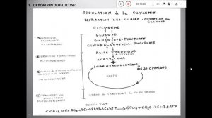 GLYCO REGULATION " régulation de la glycémie " 🤩 explication la plus claire avec Pr TILIOUA 🤩