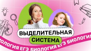 Выделительная система