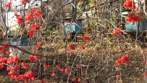 Все об осенней подкормке пчел