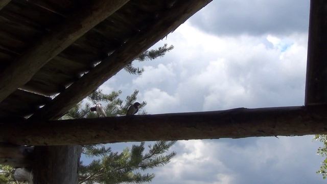 Прощальные зарисовки в Национальном парке Паанаярви.