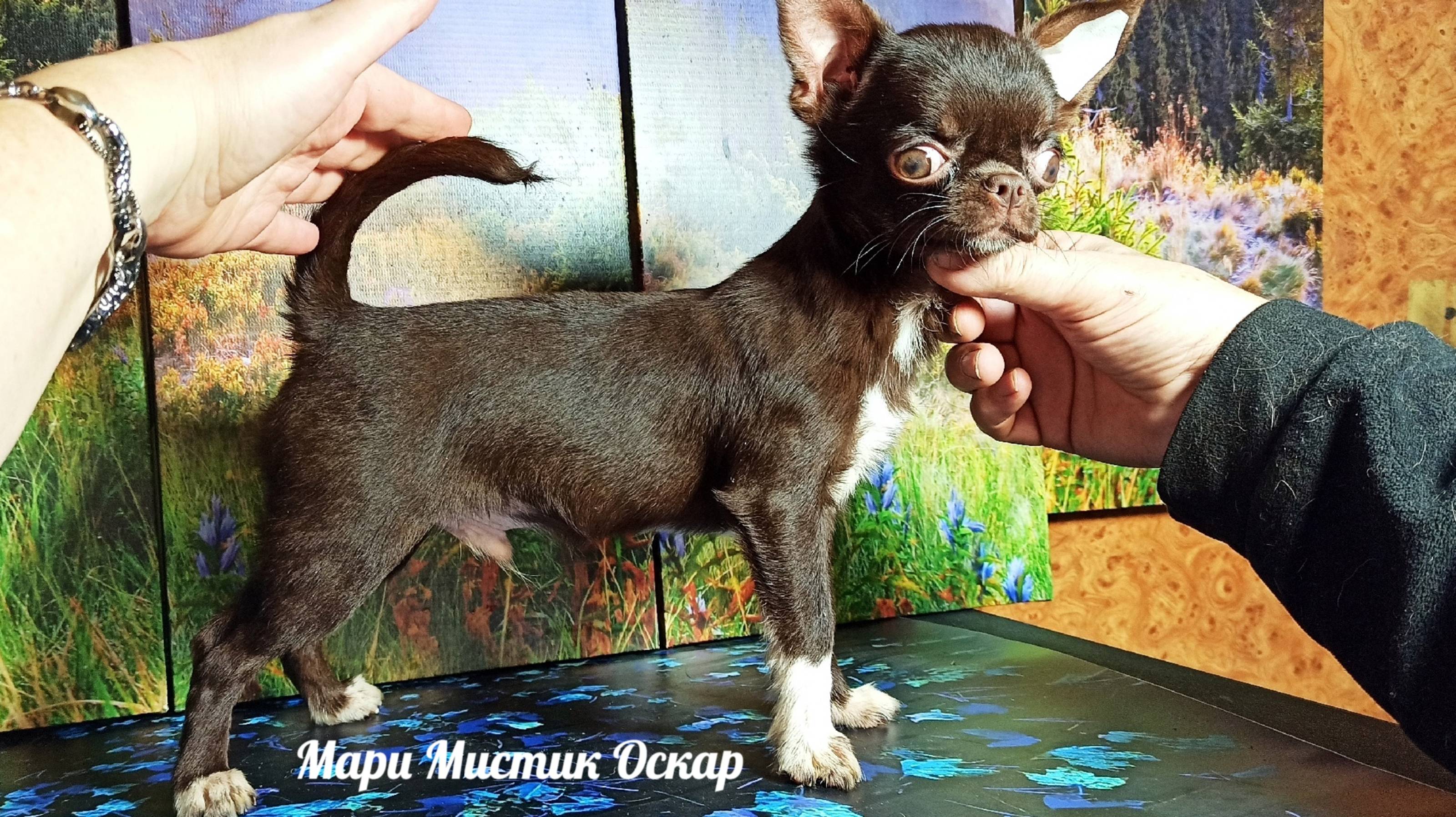 #продаю_МИНИ_чихуахуа  Оскар #ВЕС 1,6 кг #цена 120 тр #купитьчихуахуа 89215950848 ЕСТЬ ДОСТАВКА
