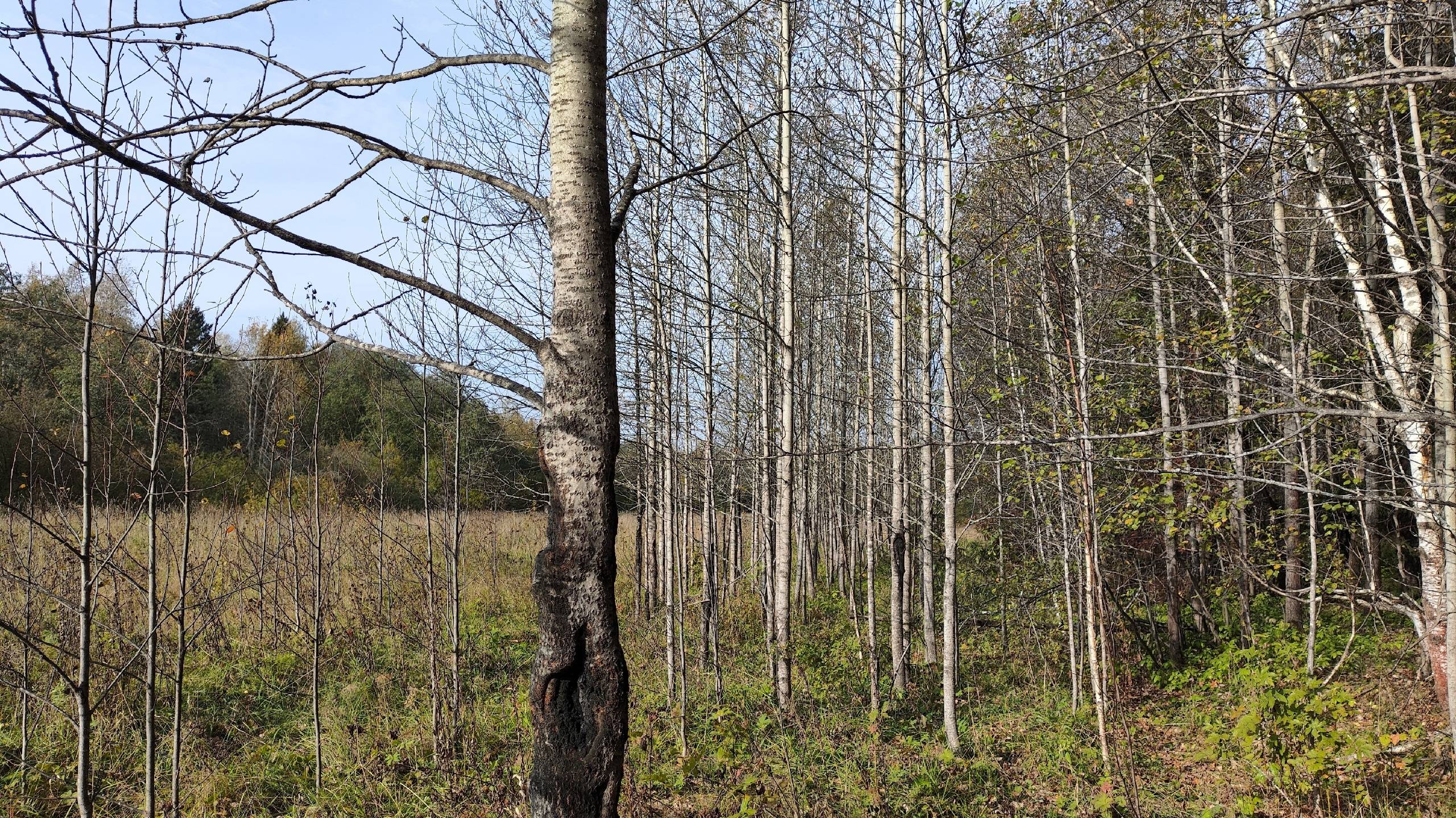 Прогулка в лог 11 ноября 2024 смотреть онлайн