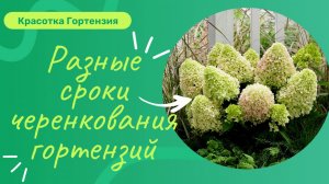 Разные сроки черенкования метельчатых гортензий. Результаты 🌿🌺💞