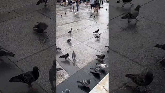 Milano Dome and pigeons :)