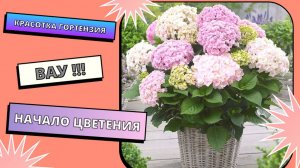 Начало цветения на террасе 🌺🌺🌺