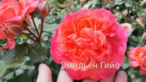 Цветение роз🌹Леда, Буллз Ай, Маргарет Робертс и др. О Телеграм канале и Дзен.