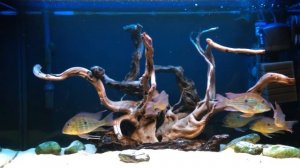 Аквариум с геофагусами