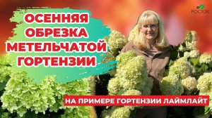 Обрезка гортензии метельчатой осенью | Советы садоводам | Питомник растений «Росток»