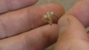 КАК НАСАДИТЬ ОПАРЫША НА КРЮЧОК + ФИШКА НА ПАССИВНУЮ РЫБУ