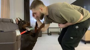 Ари продолжает заниматься, команды рядом, сидеть DoberAry