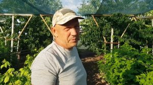 Питание малины в сильную жару после стрессов от заморозков и для набора зелёной массы