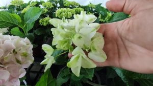 Гортензии серии Ховария🌸Обзор сортов🌸16.06.2024