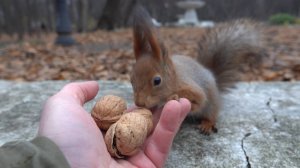 Зарисовка с милой незнакомой белкой