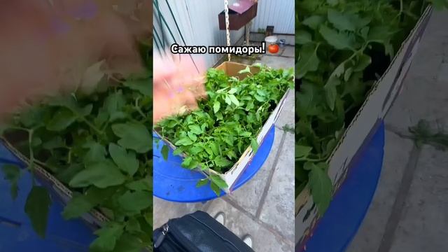 ЗАСТАВИЛИ САЖАТЬ ПОМИДОРЫ! 🍅😱😅#огород #сад #помидоры #сажаемвместе #огородничество