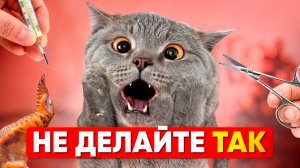 Самые страшные ошибки, которые совершают практически ВСЕ владельцы кошек — ХВАТИТ!