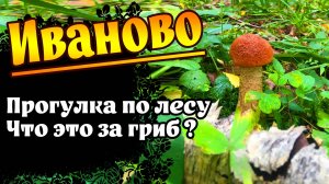 Иваново. Поход за грибами. Что это за гриб?  #иваново #грибы