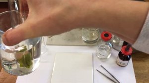 Testing a leaf for starch