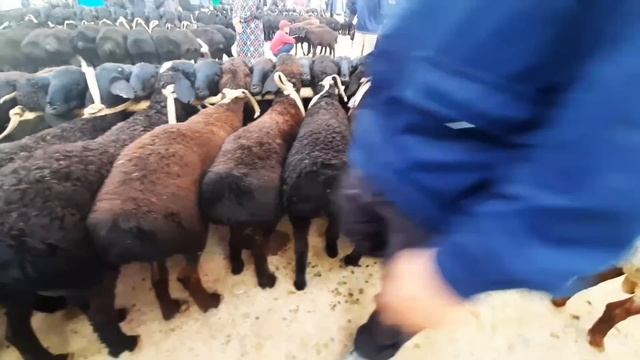 Карши Карвон мол бозори нархлари 25.06.2023 й