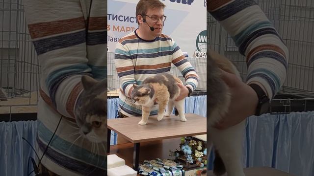 Британская кошка Шанель у эксперта Ивана Воробьева