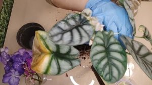 Алоказия Сильвер дрегон