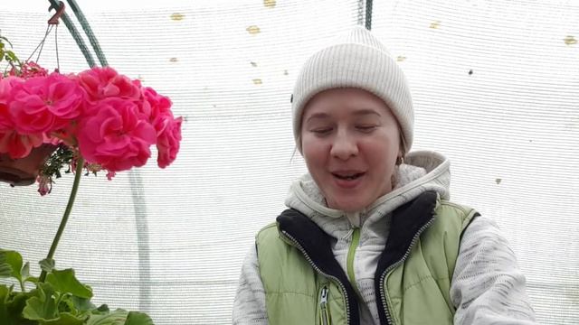 Срезы пеларгонии почтой. Укоренение осенью.