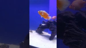 Астронотусы запустил в 750 литровый аквариум. Цыхлидник