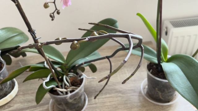 Sadece bir avuç verin! Yaz boyunca durmadan çiçek açacak! смотреть онлайн