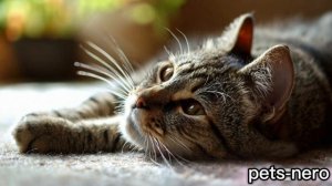pets-nero: У меня есть котик