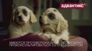 Реклама Адвантикс для собак
