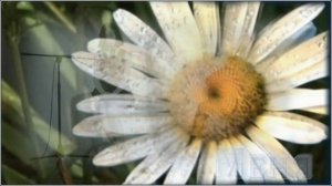 Группа "ElisaDay" - Там Нет Меня.