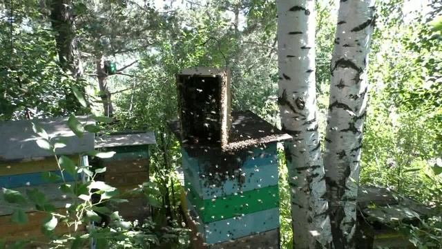 Рой, апирой, ловушка смотреть онлайн