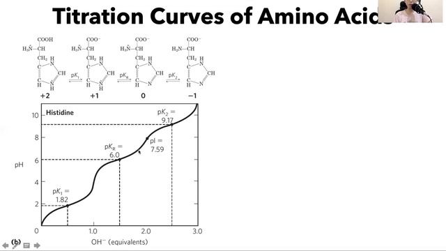 Titration Curve of Histidine смотреть онлайн