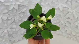 Фиалка трейлер Chantaspring