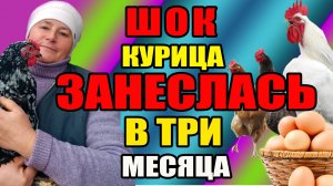 ШОК. Моя курица занеслась в ТРИ МЕСЯЦА.