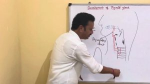 Development of thyroid gland