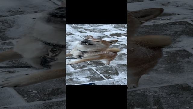 Булочка в сахарной пудре #shorts