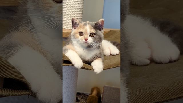 Ярославна - британский котенок в возрасте 10 недель