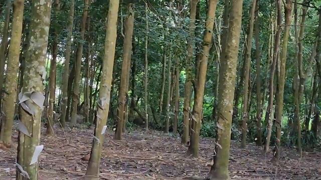 số823💥DT:6609m2, hơn 300caosu (1c nhà 400tc)cách QL 400m,🌼giá 1,2 tỷ☎zalo 0979 386 299&0971 33 66 3 смотреть онлайн