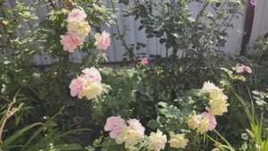 Надоели розы_. Что с нами происходит_ Неужели нас разлучат_