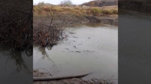 осуждаю пруд Мотопомпа производительность  100кубов в час