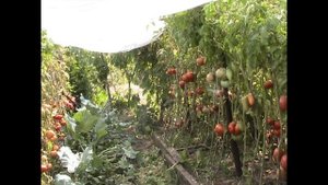 мои томаты калейдоскоп