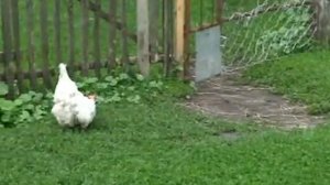 Задний ход курицы